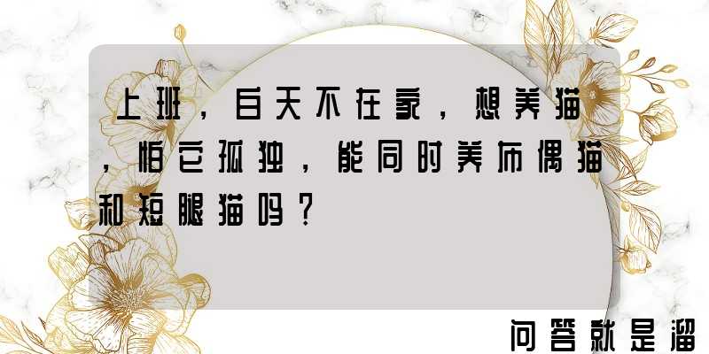 上班，白天不在家，想养猫，怕它孤独，能同时养布偶猫和短腿猫吗？