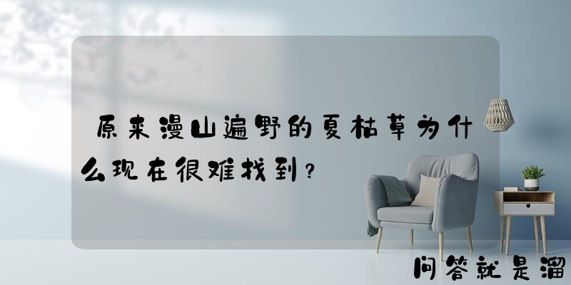 原来漫山遍野的夏枯草为什么现在很难找到？