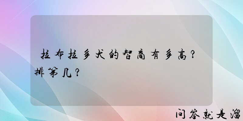 拉布拉多犬的智商有多高？排第几？