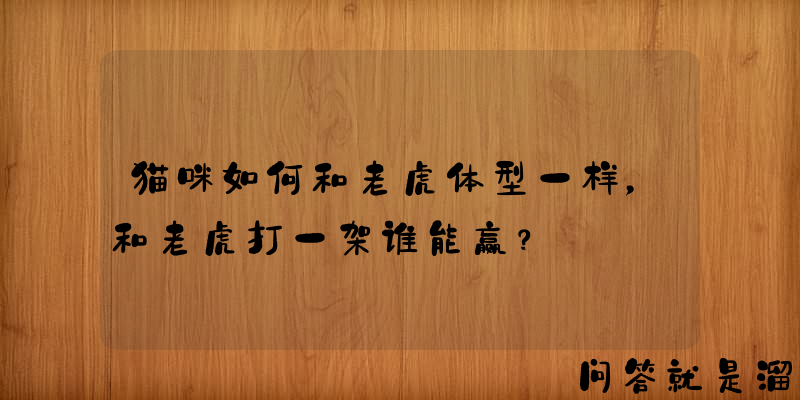 猫咪如何和老虎体型一样，和老虎打一架谁能赢？