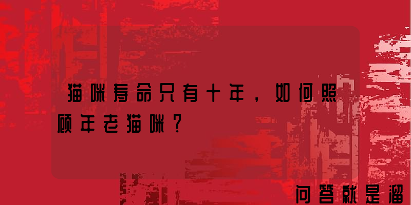 猫咪寿命只有十年，如何照顾年老猫咪？